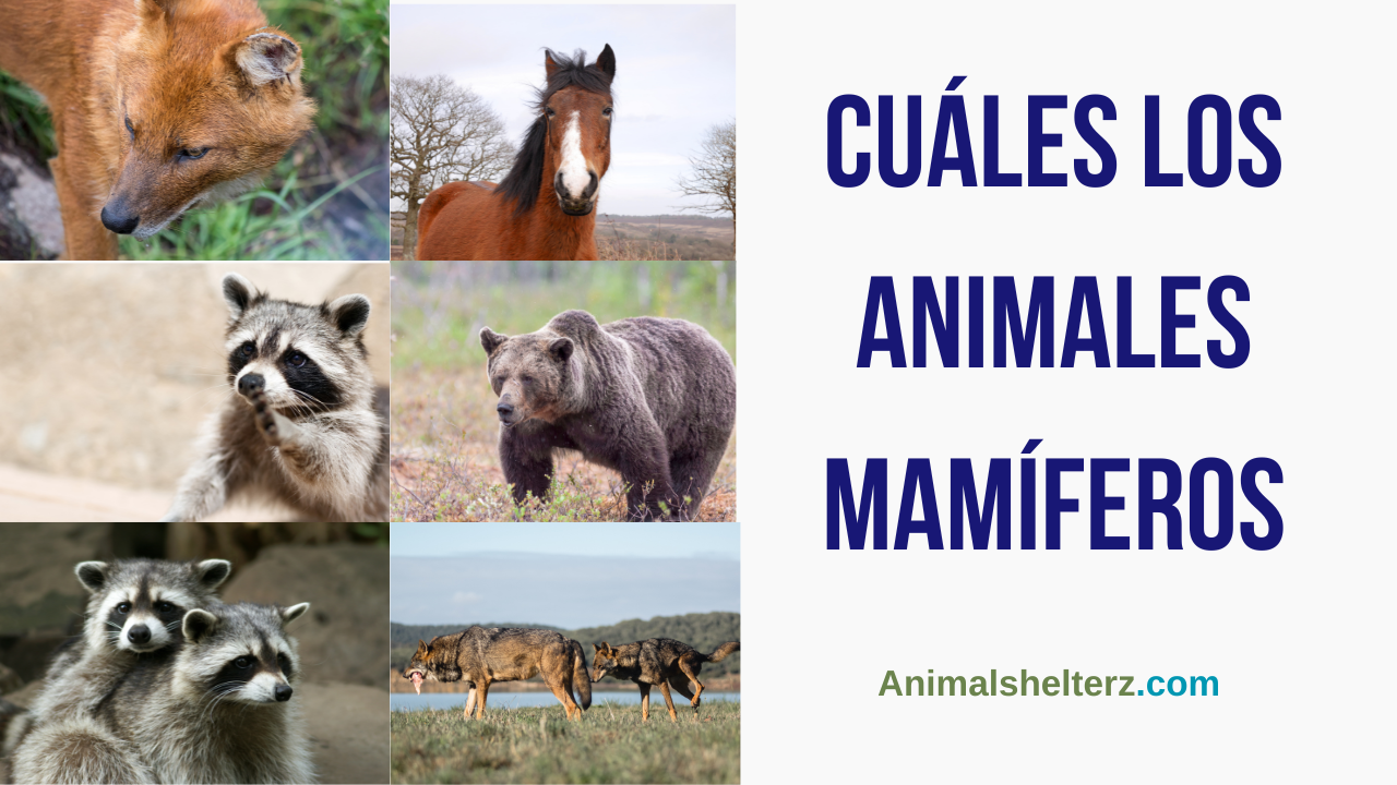 Cuáles los animales mamíferos