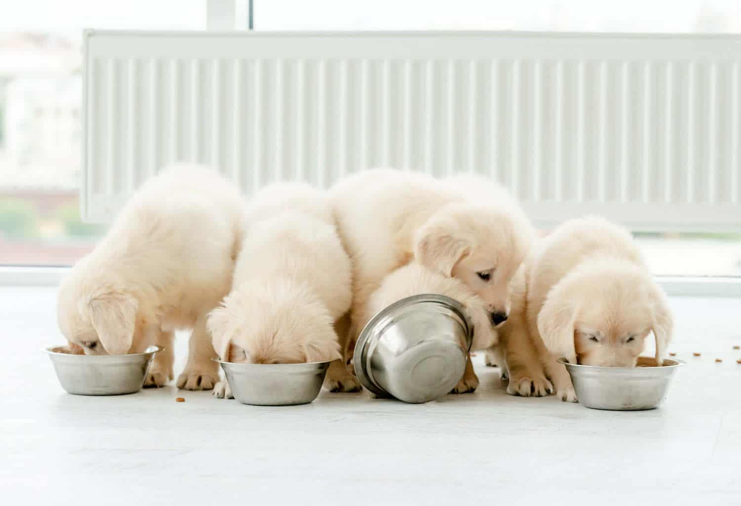 How do you transition a puppy to two meals a day?