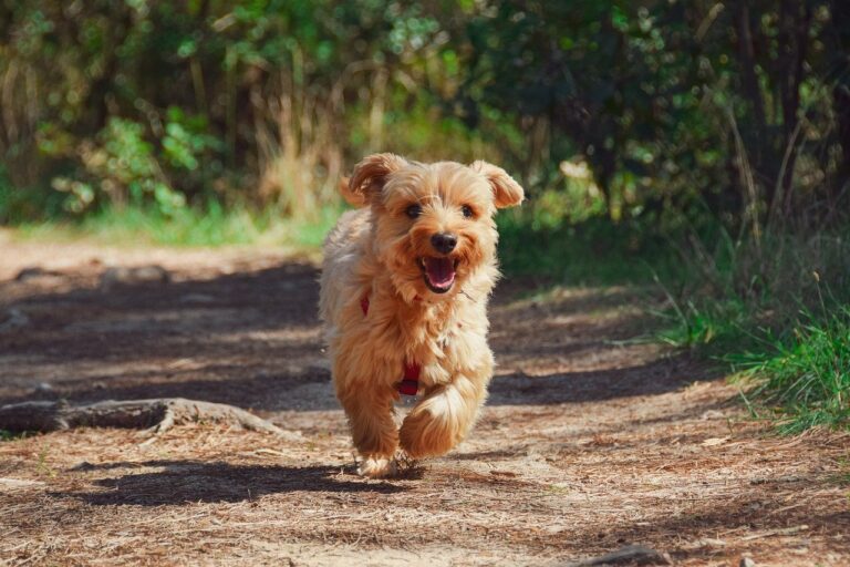 Quick Answer: How far should a 6 month old puppy walk?