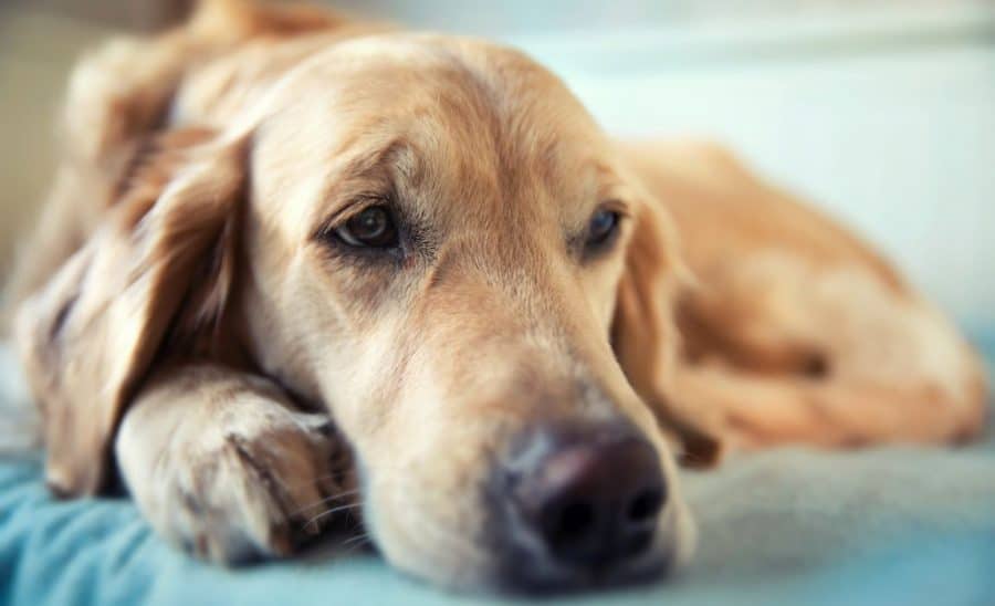 How long do greyhounds sleep at night?