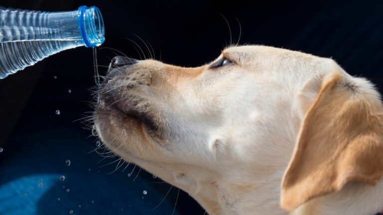 Quick Answer: Is mouthwash toxic to dogs?