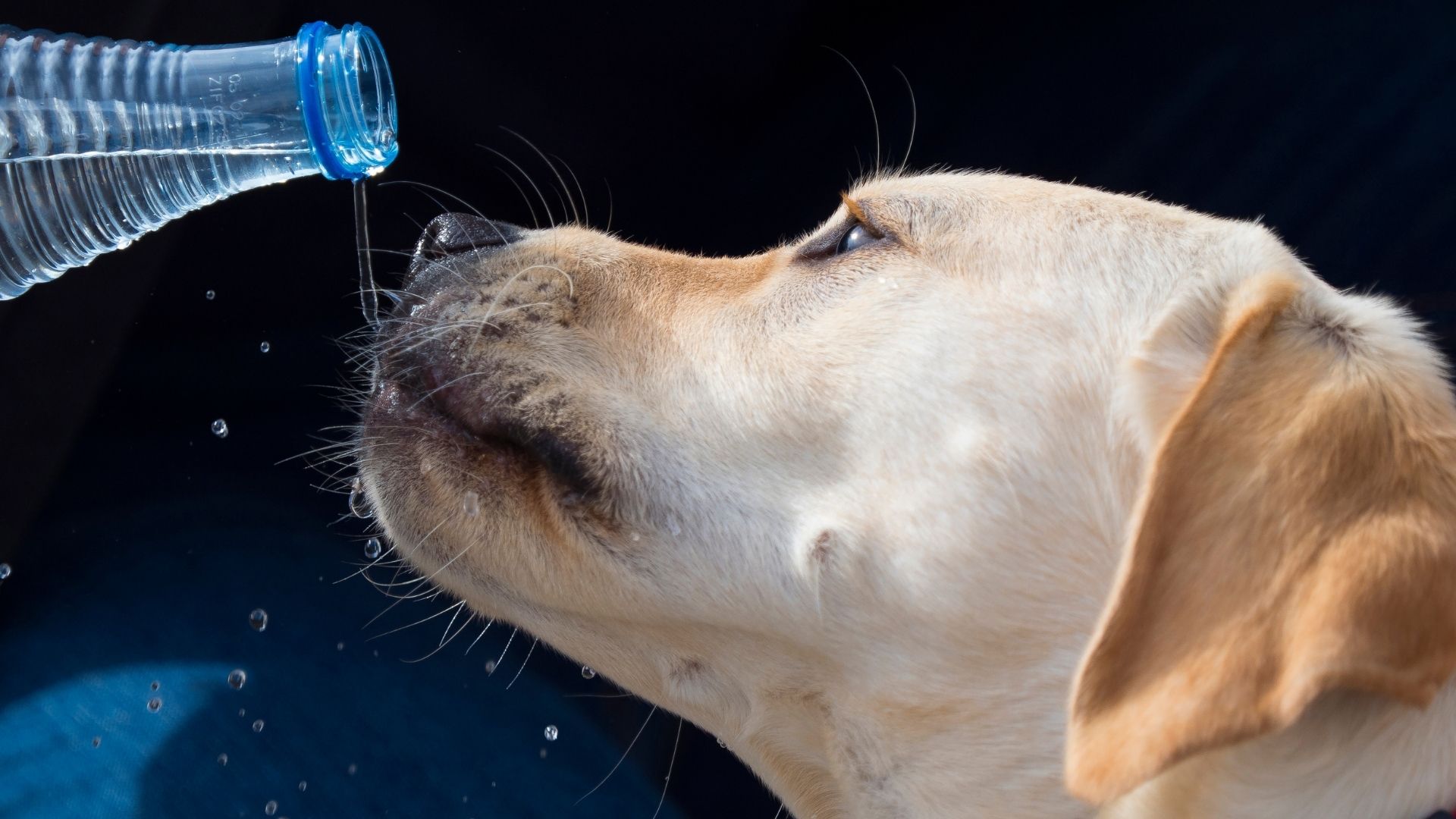 Is mouthwash toxic to dogs?