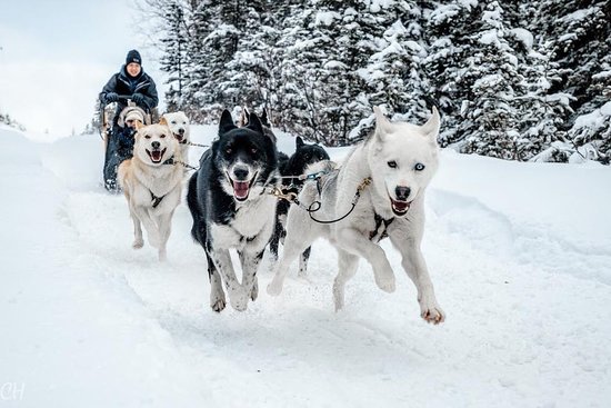 What are the limits of sled dogs?