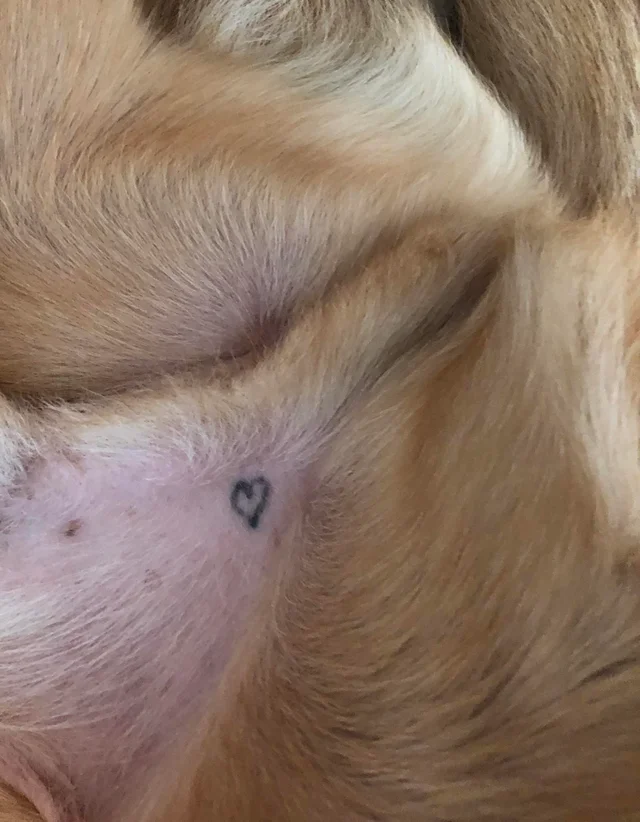 What does a dog spay tattoo look like?