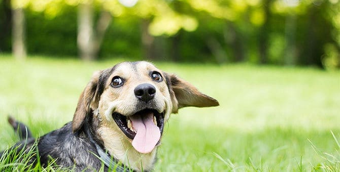 What does magnesium do for dogs?