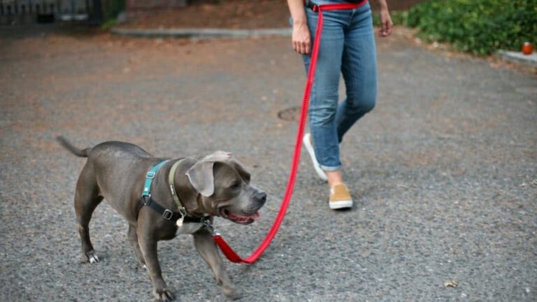 What dog leash is best for walking?