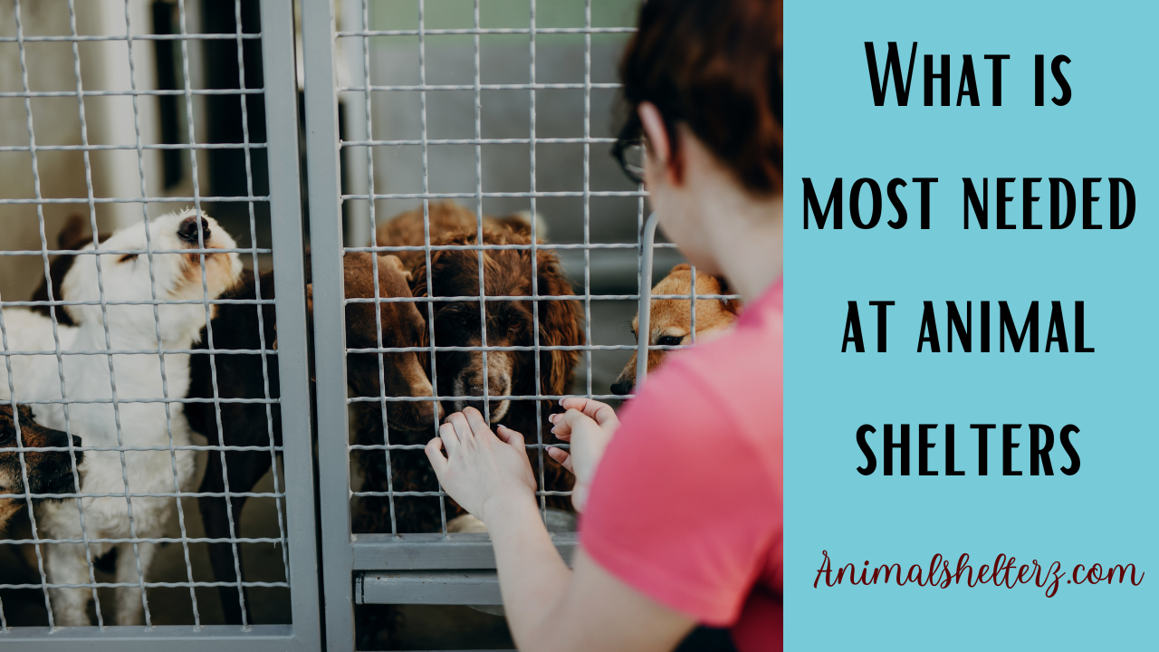What is most needed at animal shelters