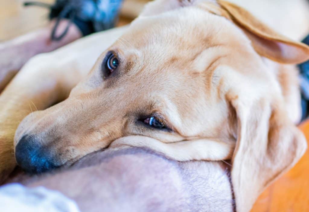 Why do dogs bury their face when sleeping?