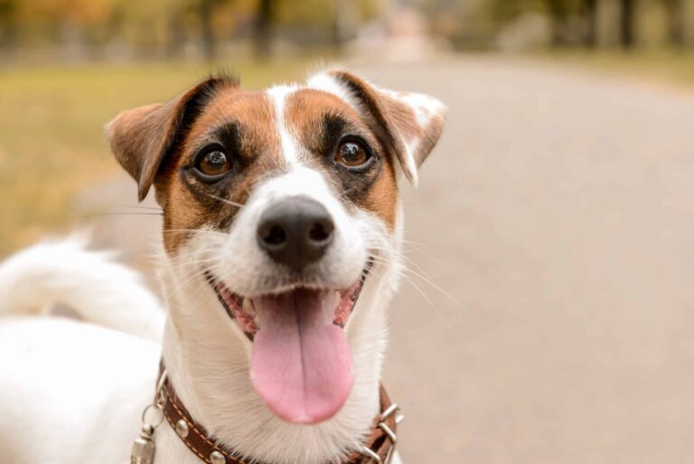 Your question: Why do dogs poop in flower beds?