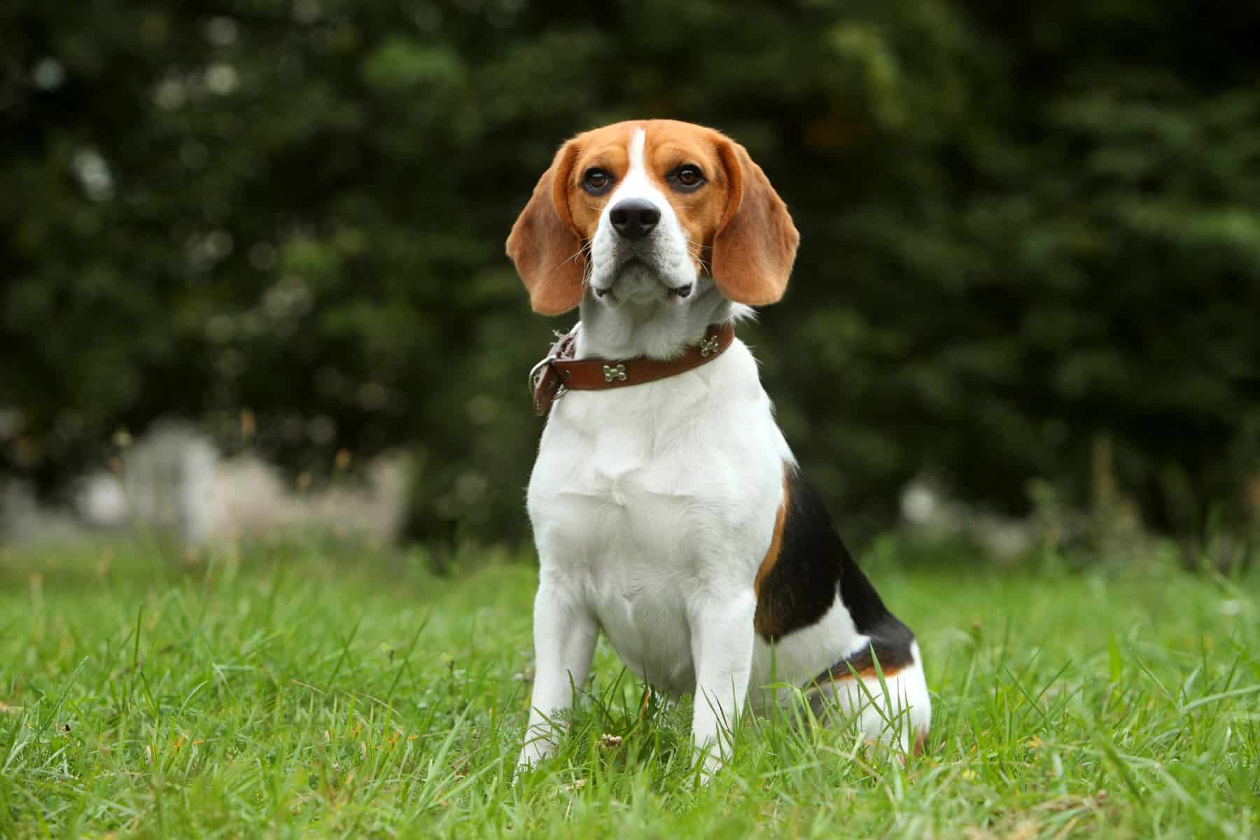 Are Beagliers smaller than Beagles?