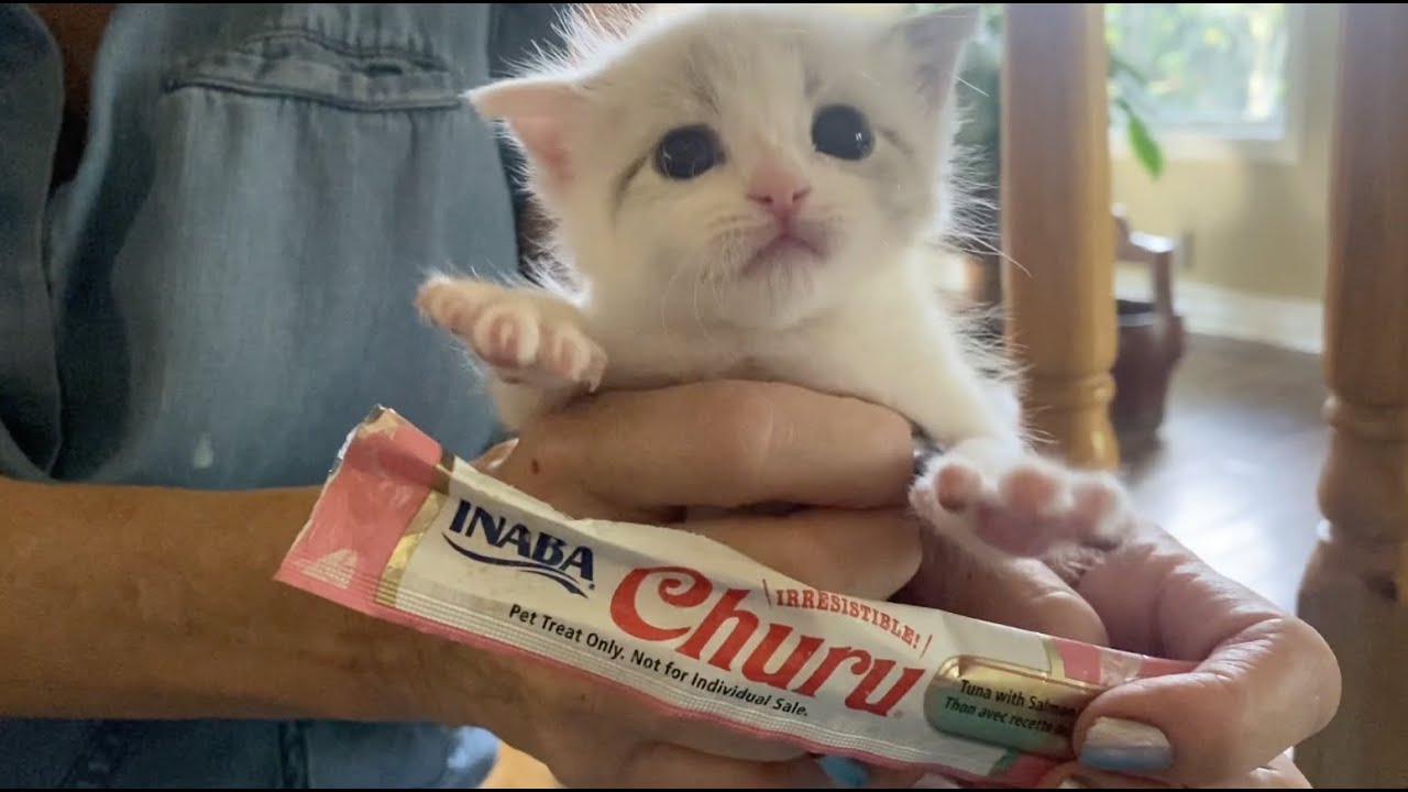 Are Churu bites good for cats?