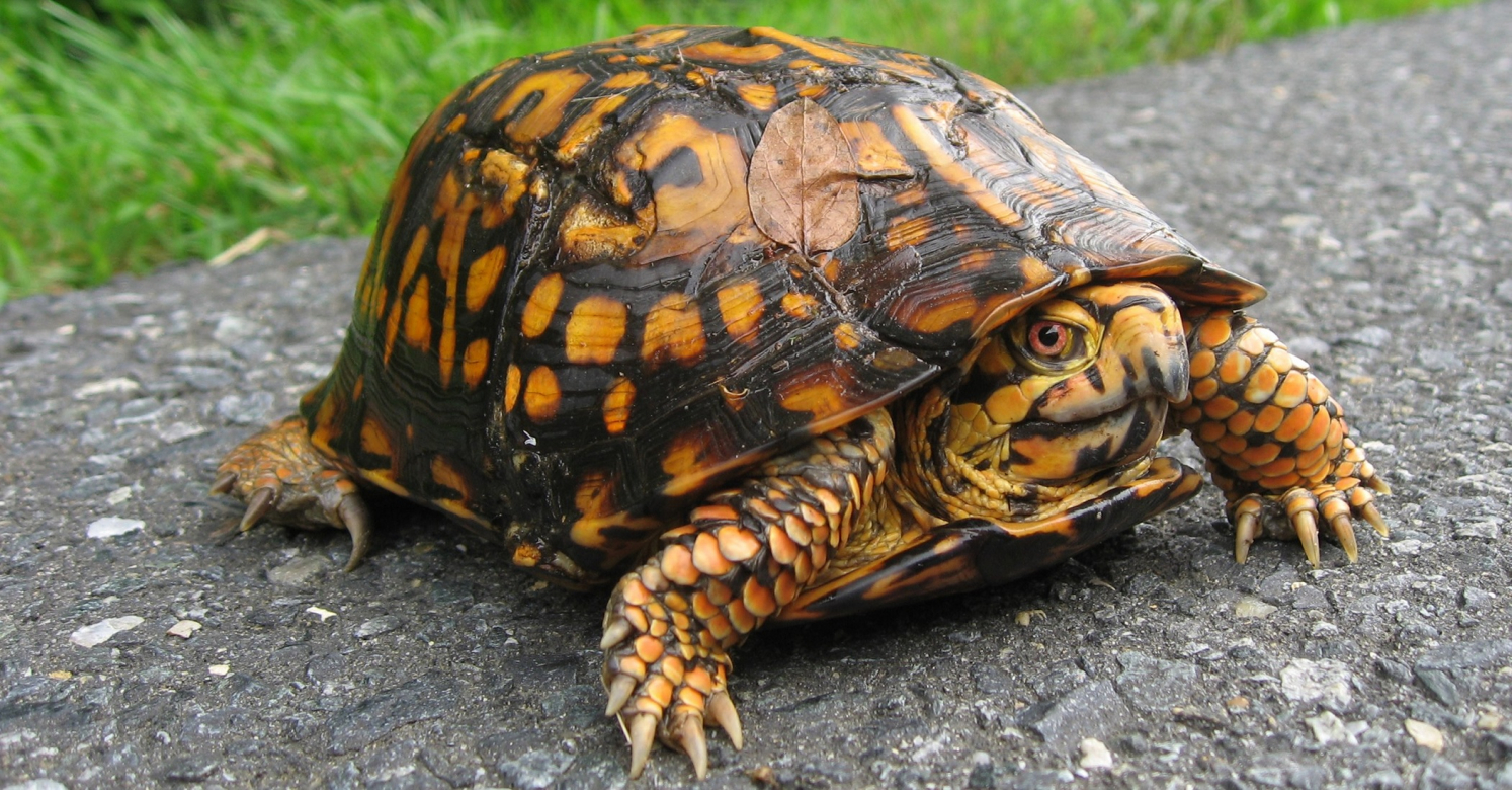 Are Eastern box turtles native to PA?
