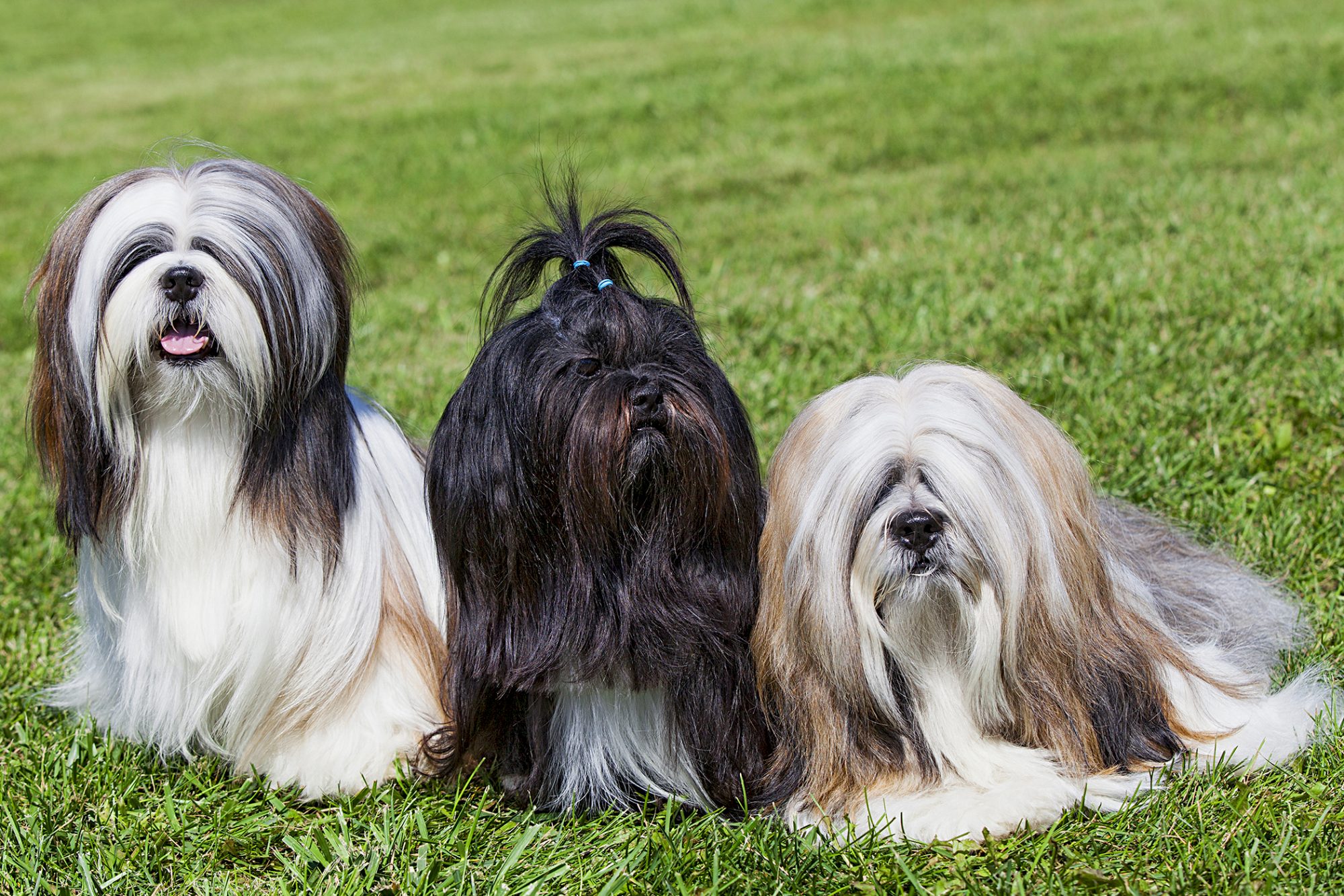 Are Lhasa Apso good for first time owners?