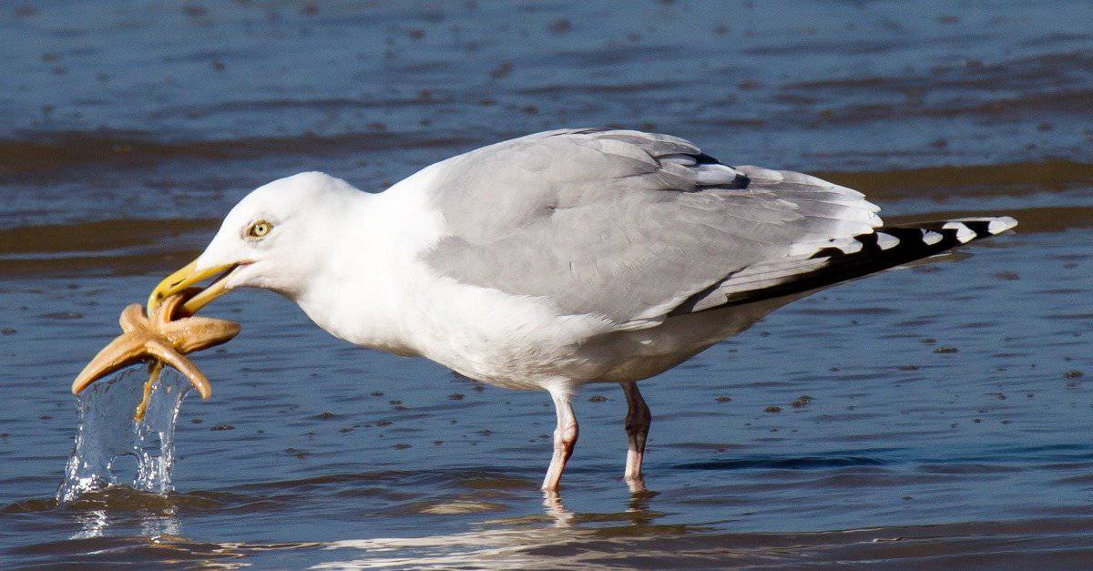 Are apples poisonous to seagulls?