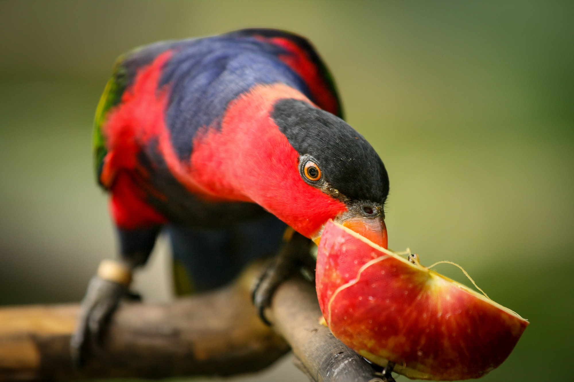 Are apples toxic to birds?