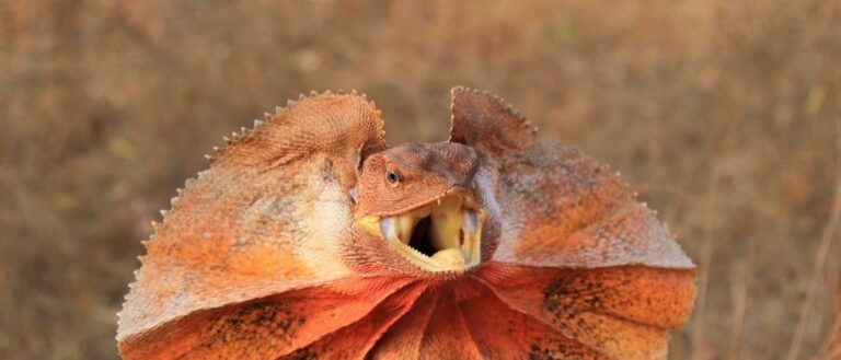 Are frilled lizard poisonous?