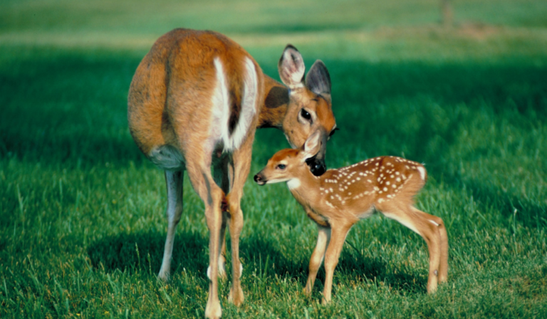 Are grapes toxic to deer?