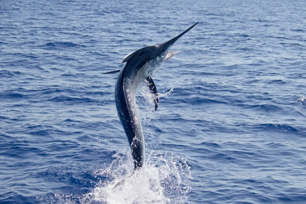 Are marlin fish good to eat?