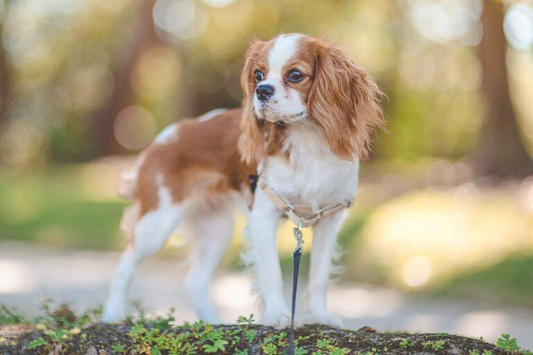 Can Cavaliers have short hair?