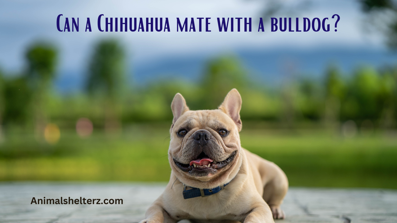 Can a Chihuahua mate with a bulldog?