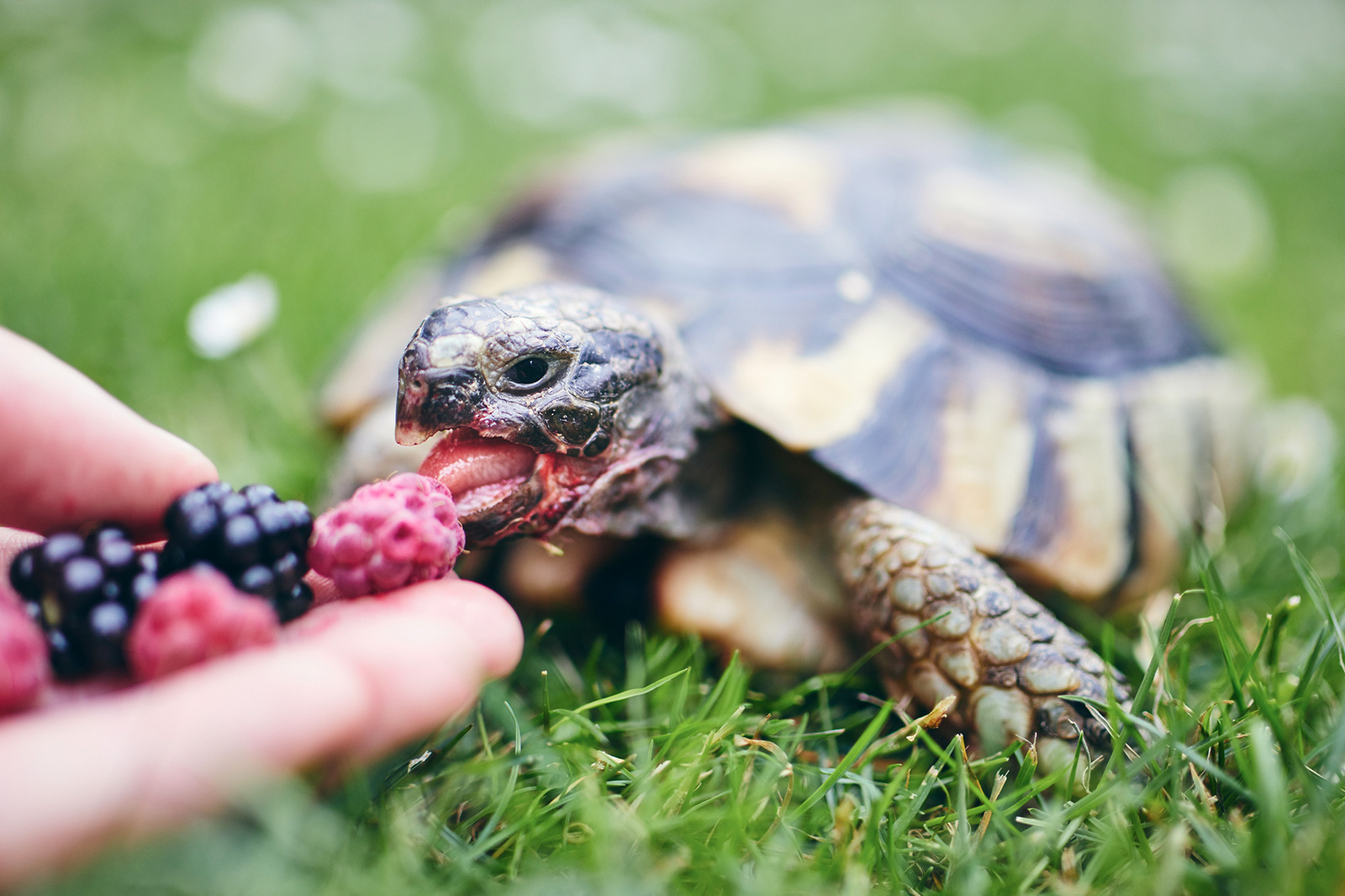 Can box turtles eat chicken eggs?