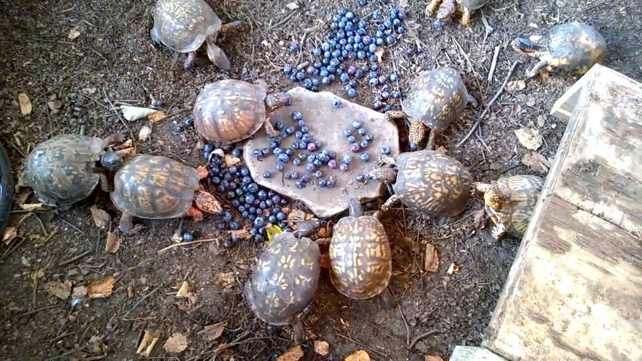 Can turtles eat blueberry?