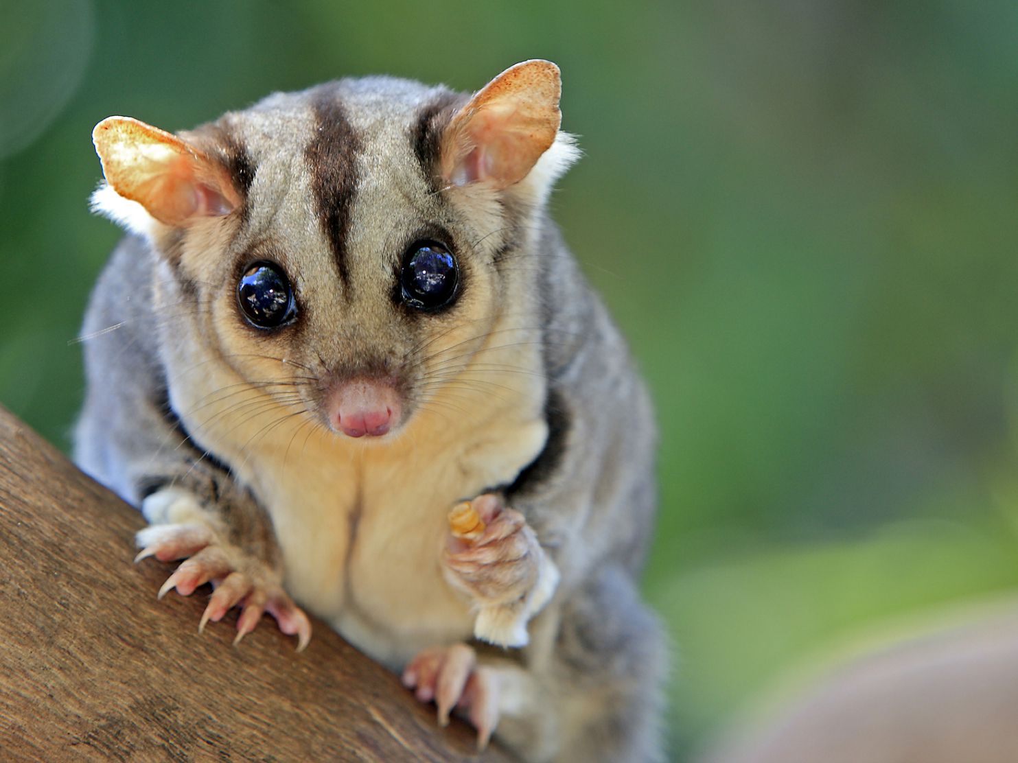 Can you keep 1 sugar gliders as pets?