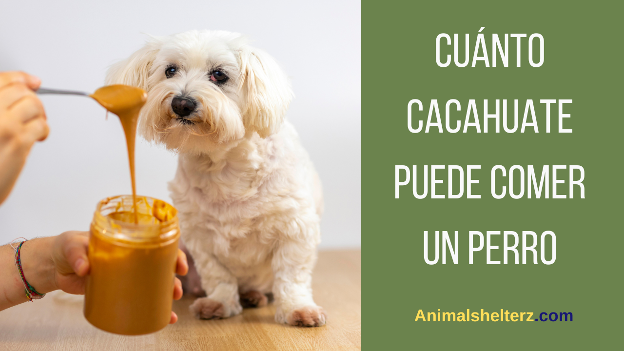 Cuánto cacahuate puede comer un perro