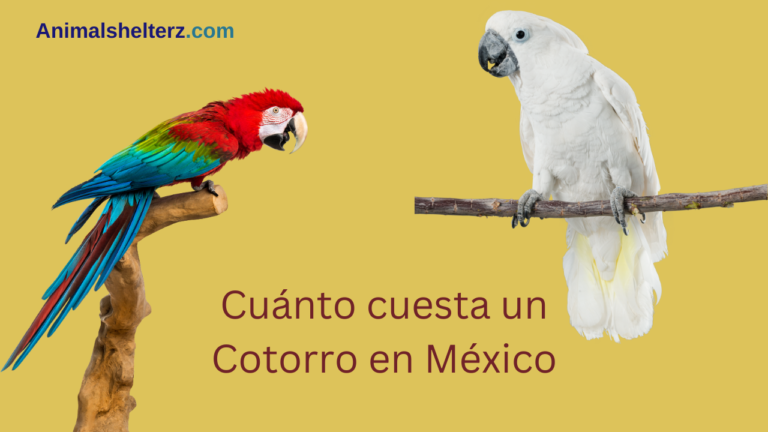 ¿Cuánto cuesta un Cotorro en México?