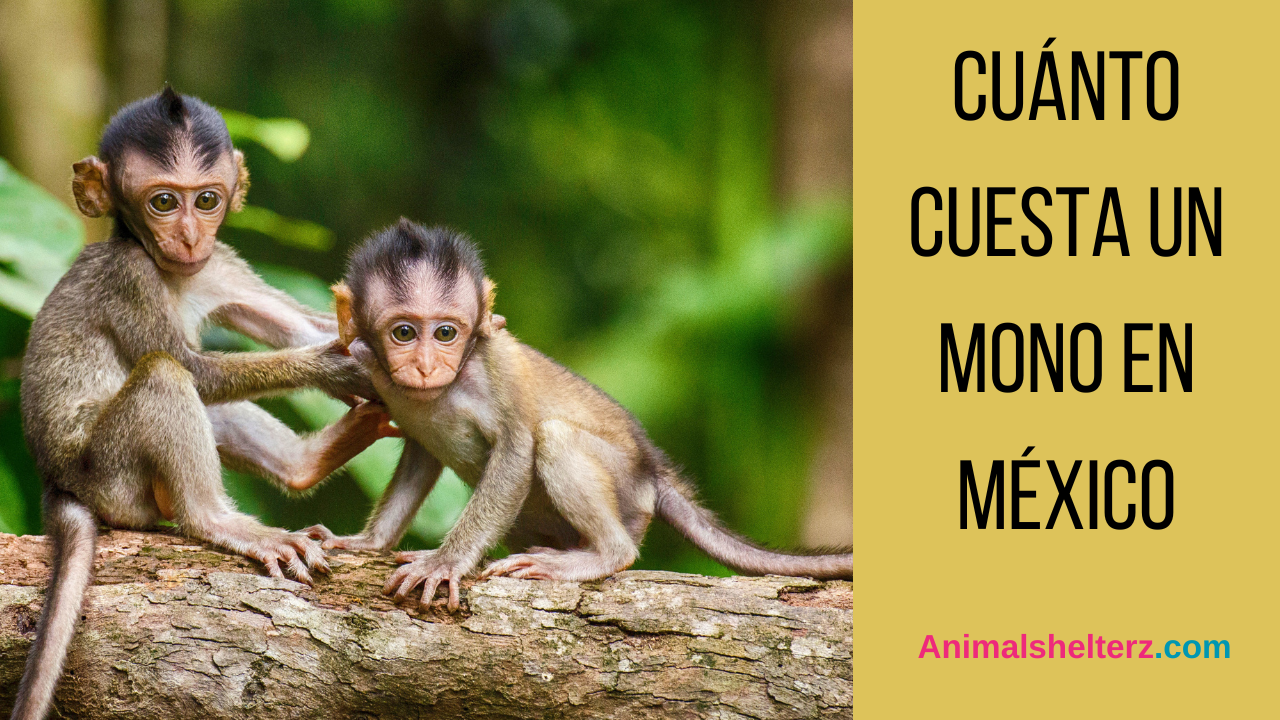 Cuánto cuesta un mono en México
