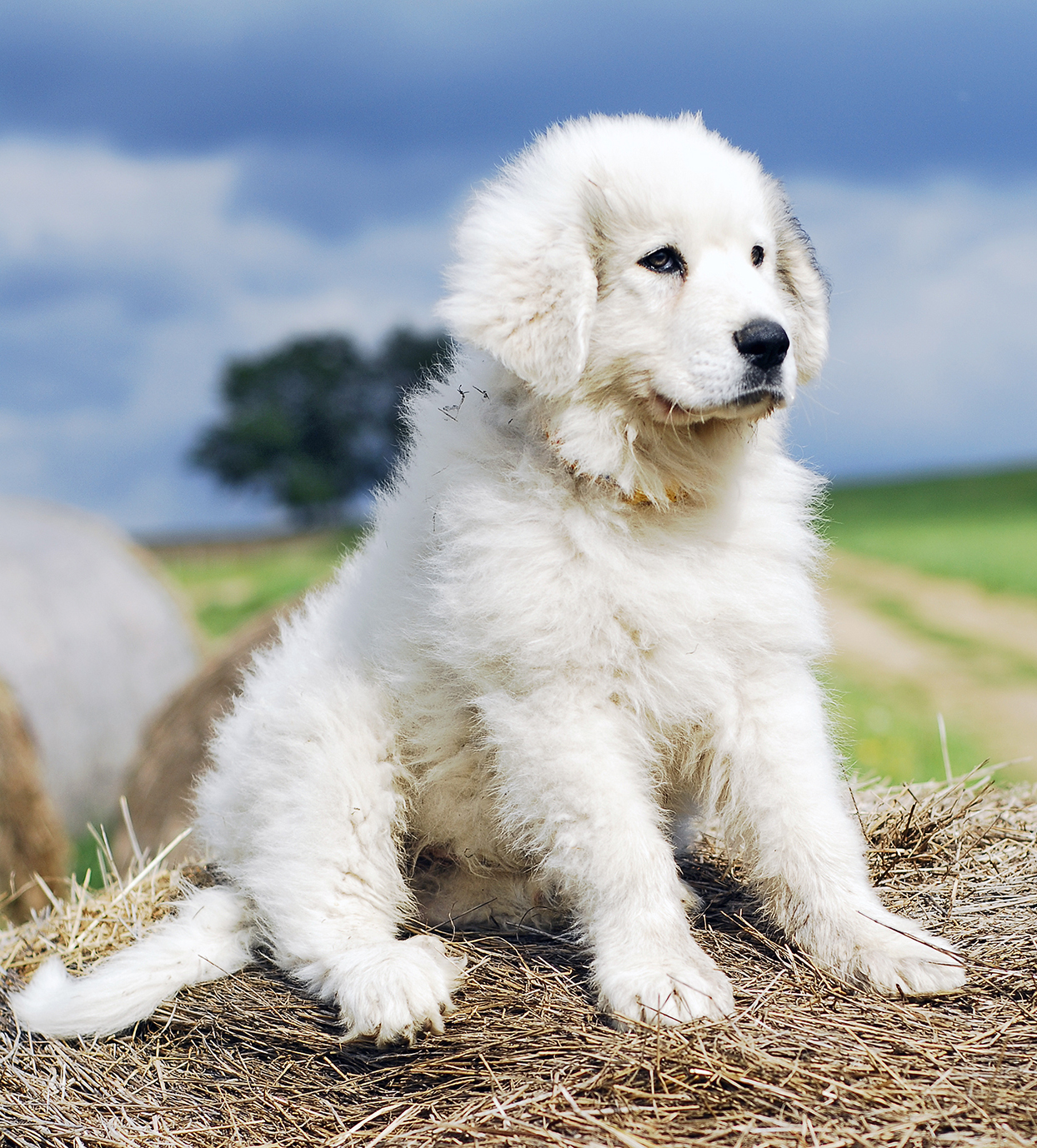 Do Great Pyrenees have a high prey drive?