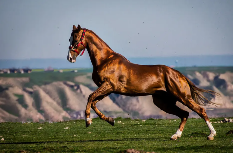 Do Turkoman horses still exist?