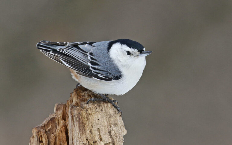 Do birds need horizontal bars?