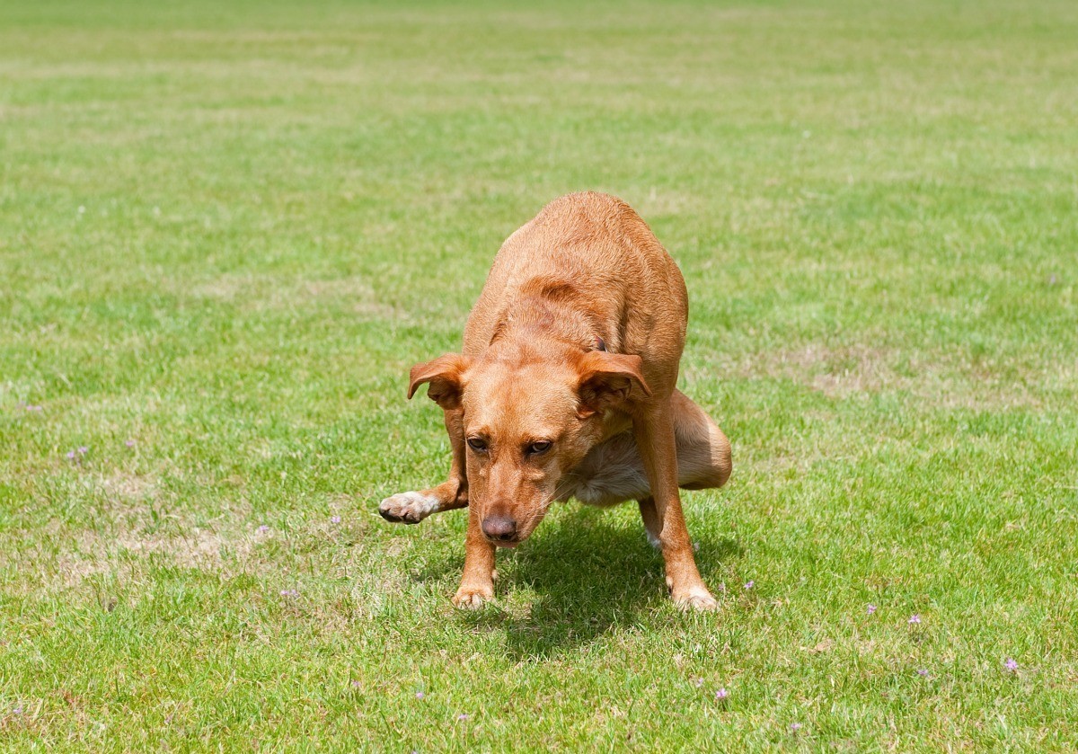Does grass grow back after dog pee?