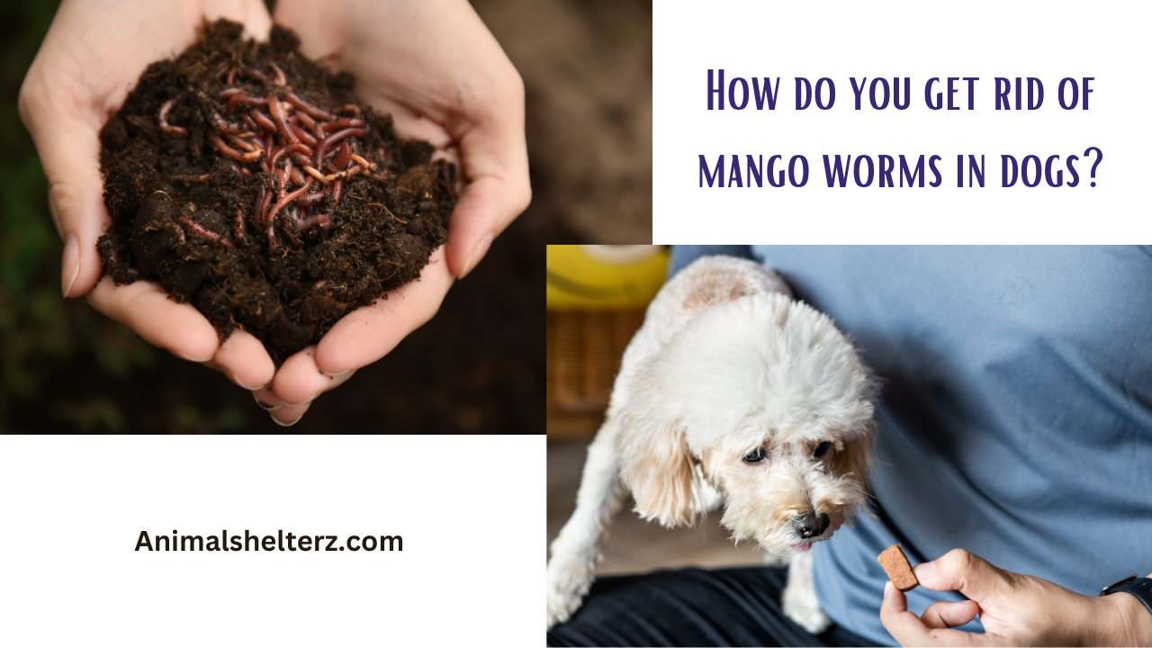 How do you get rid of mango worms in dogs?