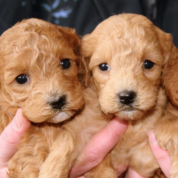 How long are dogs pregnant Goldendoodle?