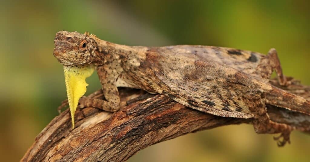 How long do Draco lizards live?