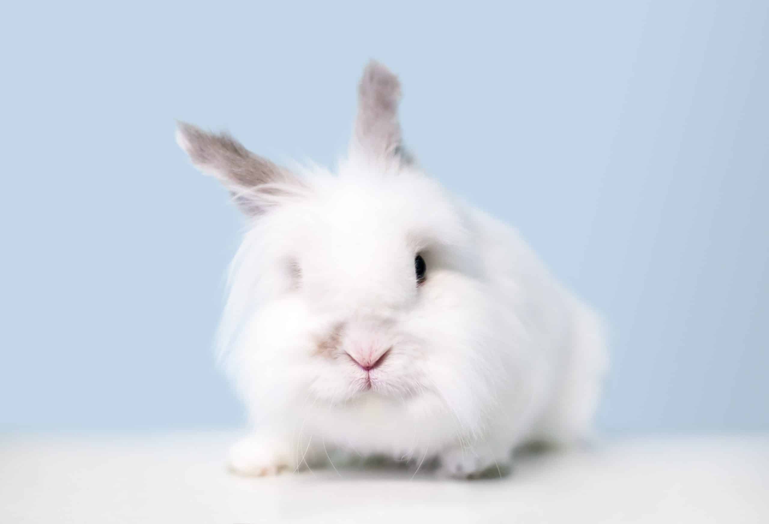 How long do Jersey Wooly rabbits live?