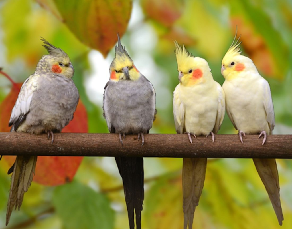 How long do cockatiels live not in the wild?