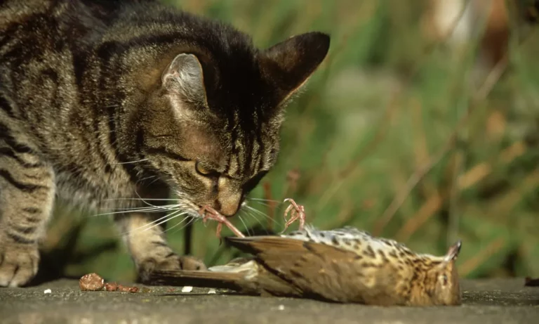 How many birds to cats kill in the UK?