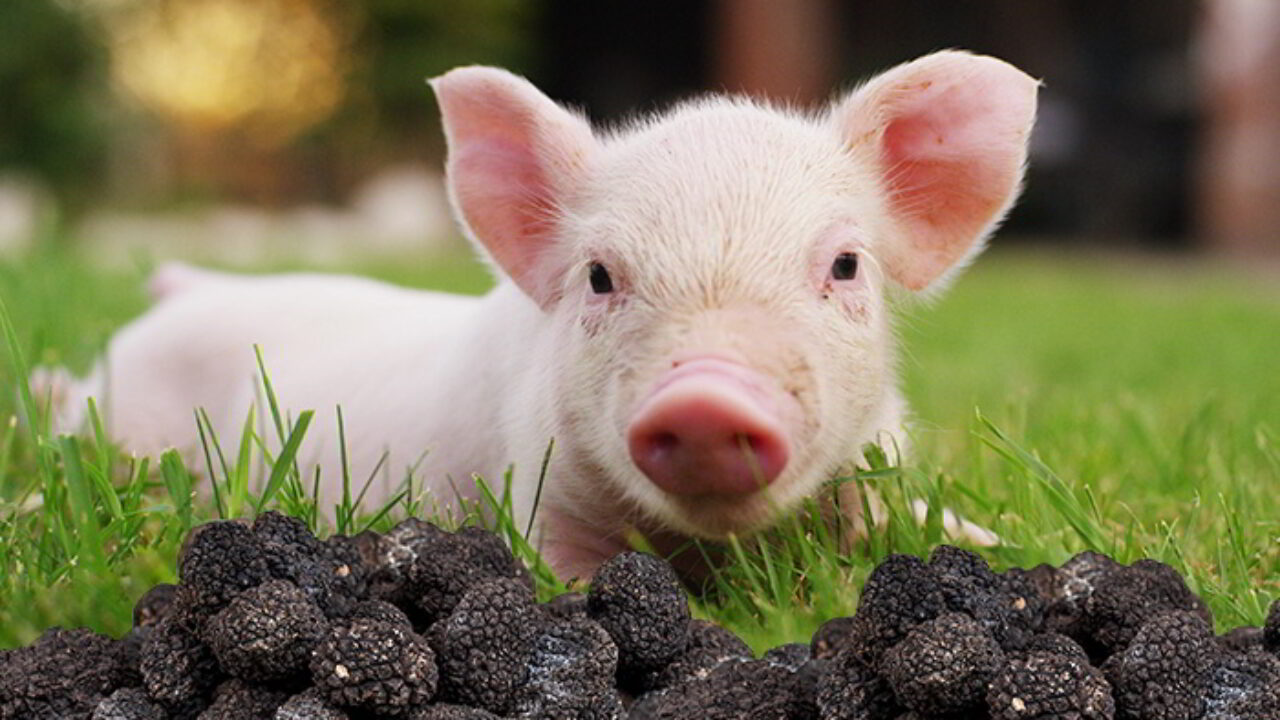 How many truffles can a pig find?