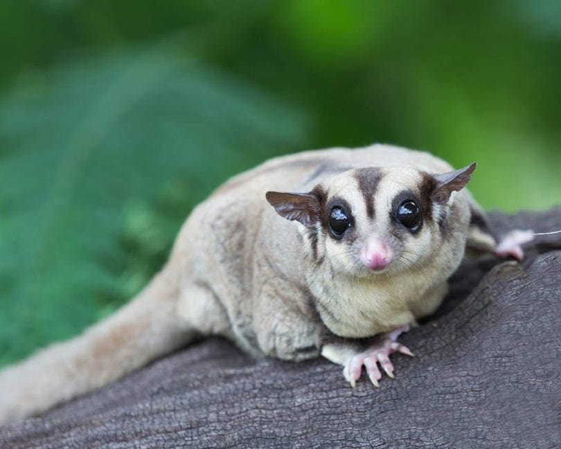 How much do sugar gliders cost to buy?