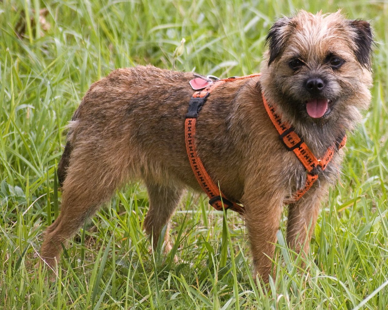 How much does it cost for a Border Terrier?