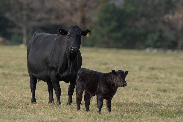 How much should a 6 month old Angus calf weigh?