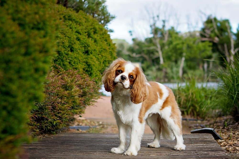 How often does a Cavalier King Charles need to be groomed?