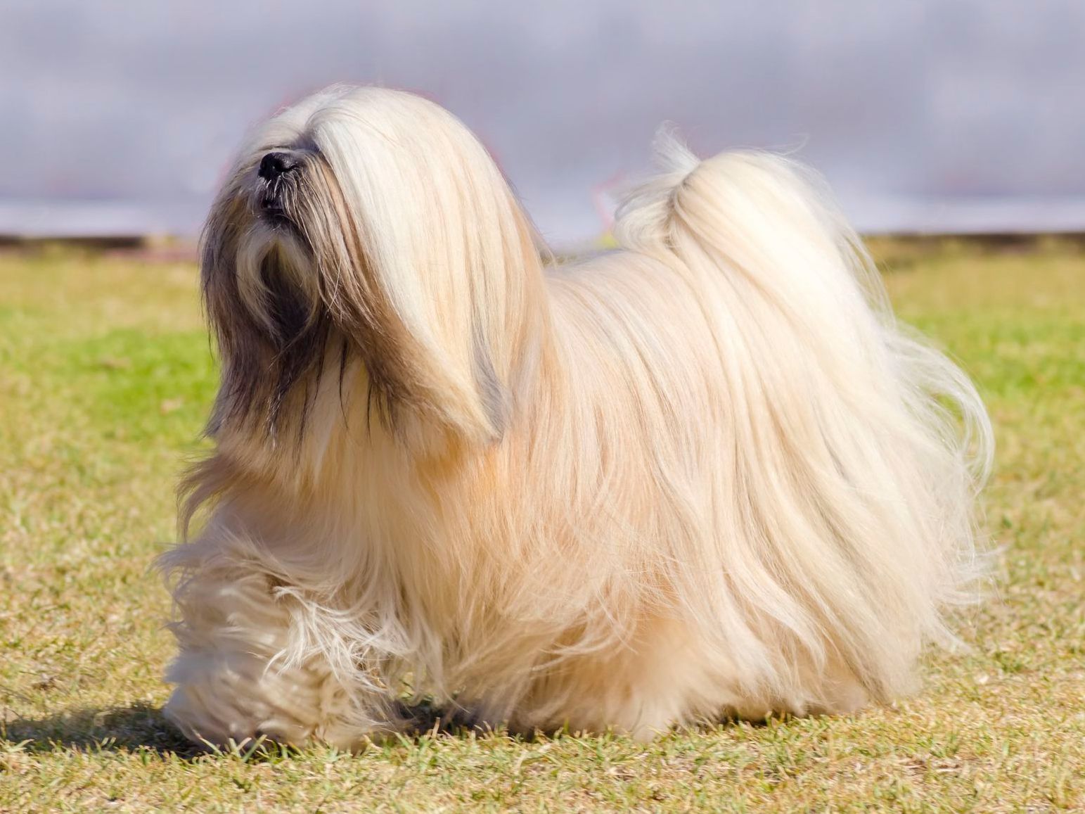 Is a Lhasa Apso a good family dog?