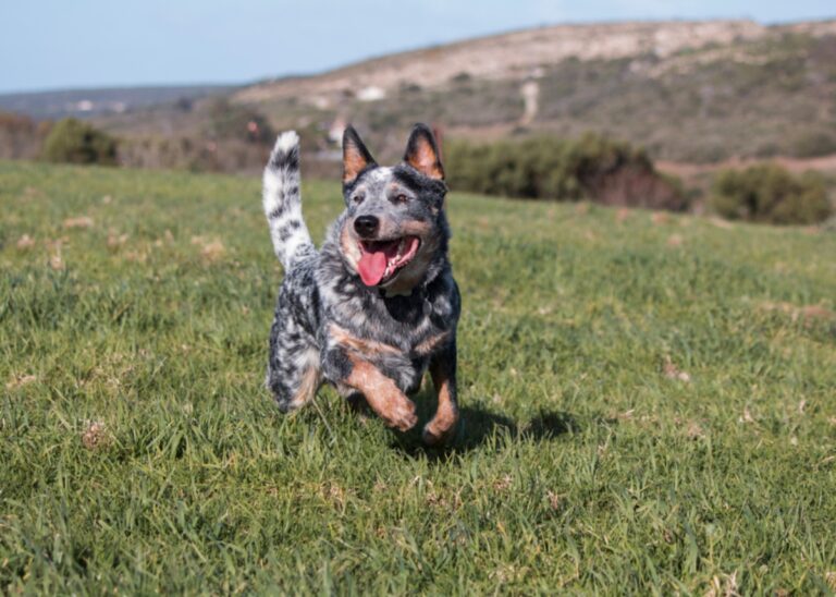 Is an Australian Cattle Dog a good family dog?