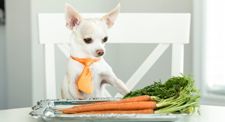 Is it OK to give your dog carrots everyday?