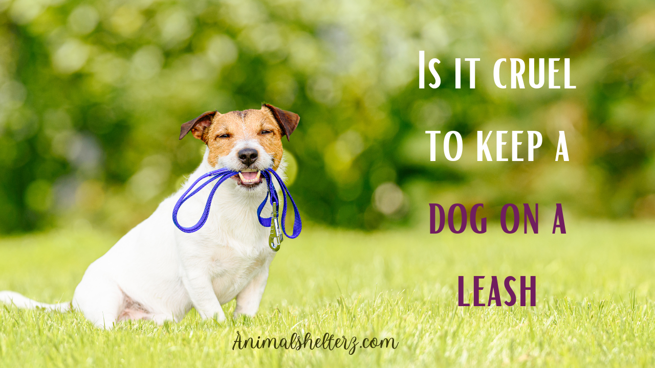 Is it cruel to keep a dog on a leash