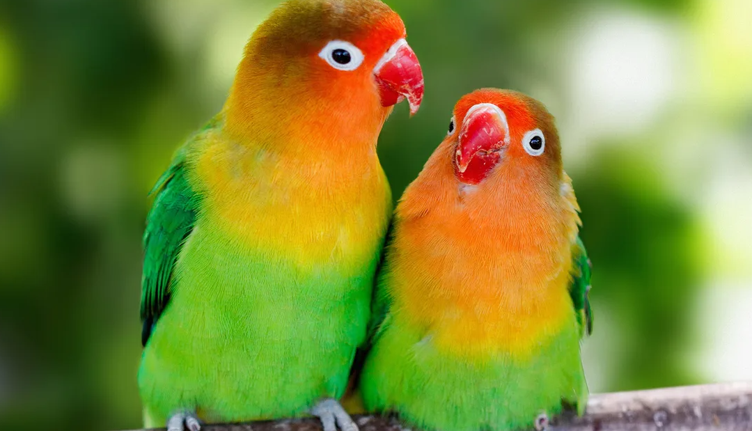 Is mango good for lovebirds?